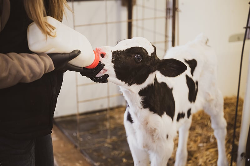 Feeding Colostrum After Day 1
