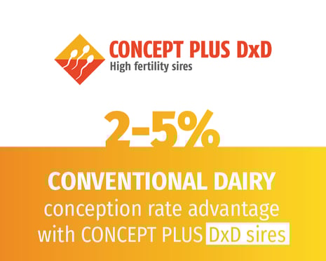 2025-09 Website CP Graphics-DxD
