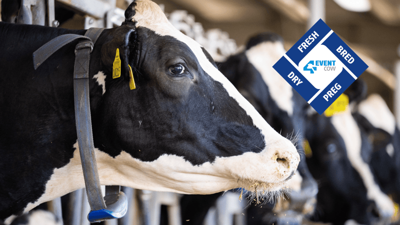 Genetics in the making of an Alta 4-EVENT COW