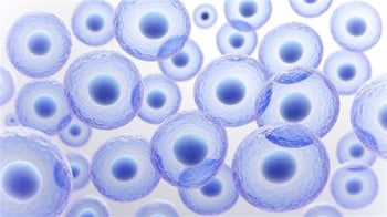 Are embryos a fit for your farm’s breeding program?