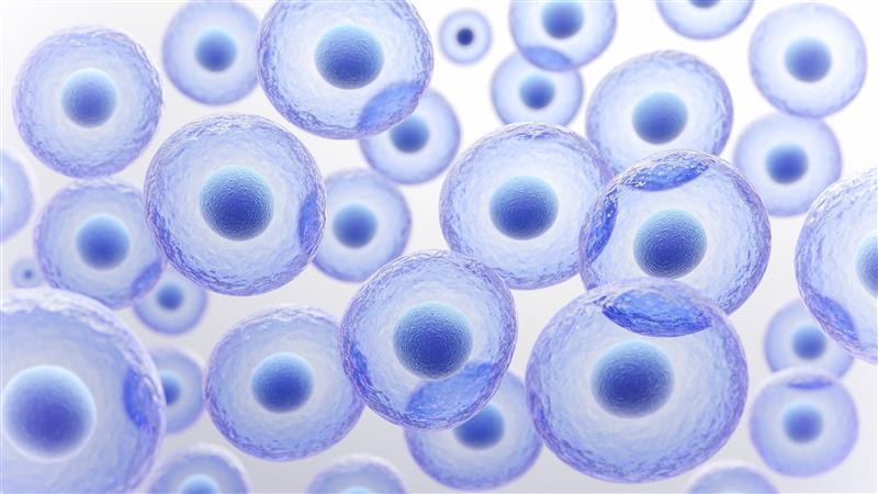 Are embryos a fit for your farm’s breeding program?