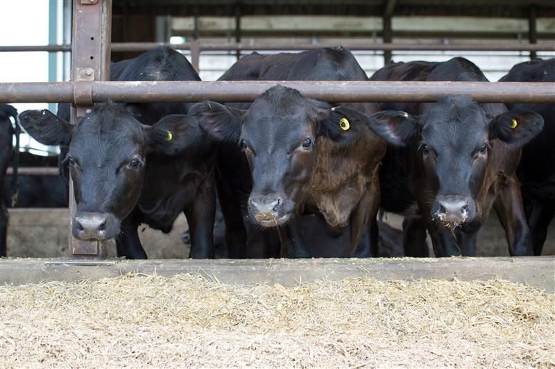 Beef Bulls new
