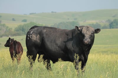 Beef x Dairy Sire