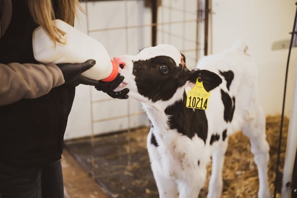 Colostrum