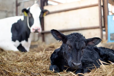 Beef x Dairy