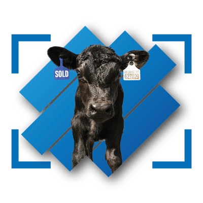 FeedWise ONYX Header