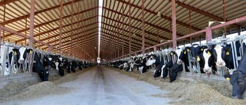 Two questions that will transform the way you breed your herd