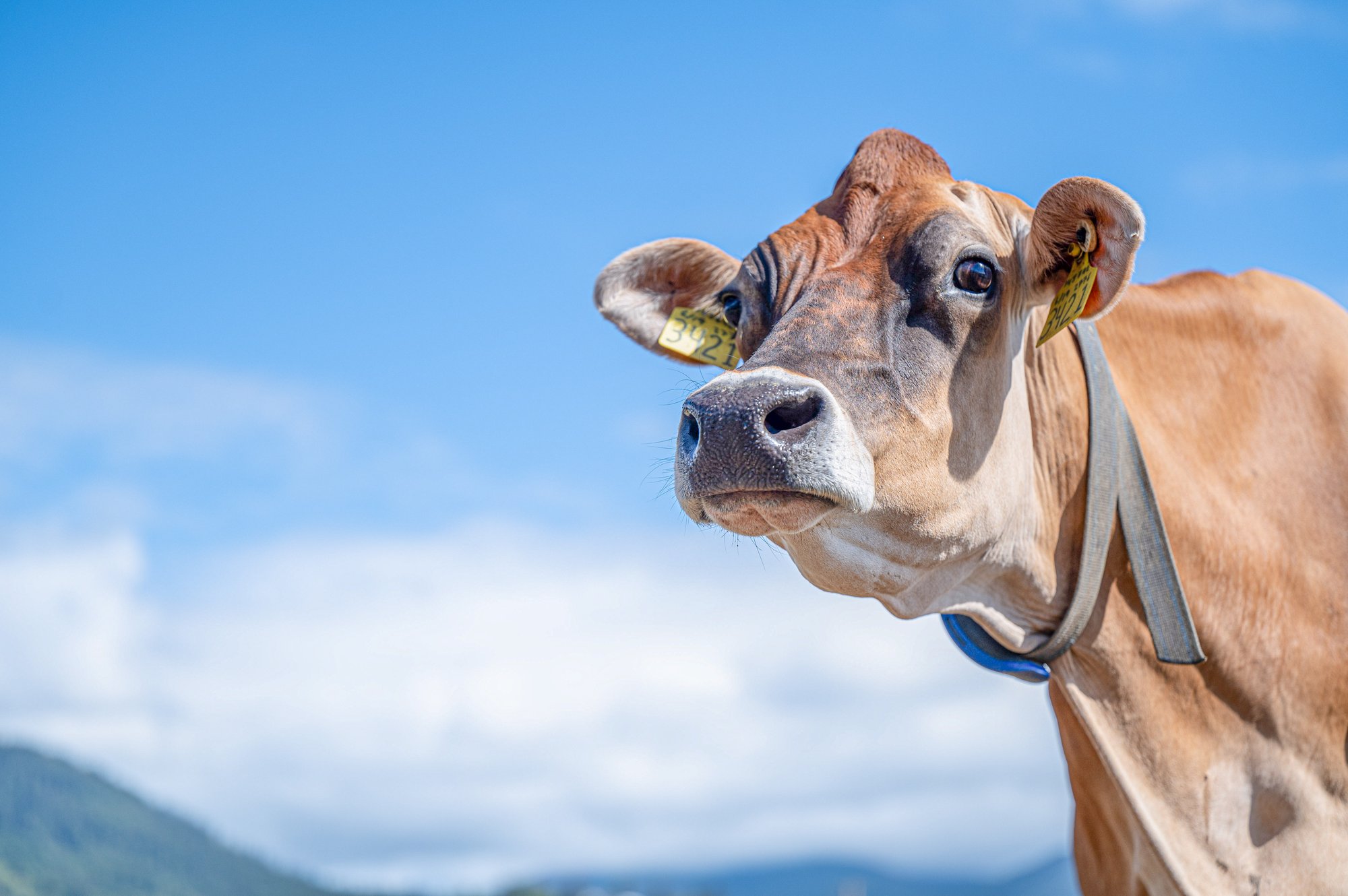 Jersey Cow
