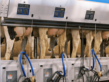 Modern Udders: What Does Ideal Look Like?