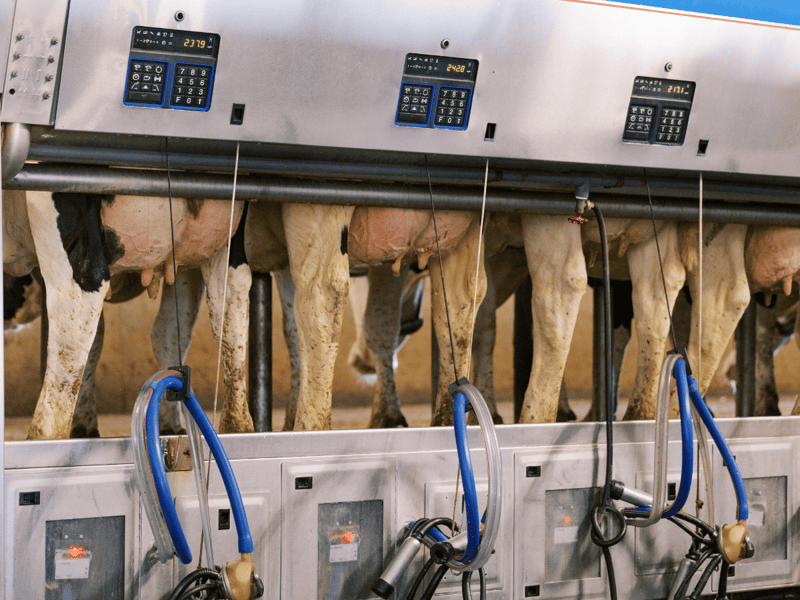 Modern Udders: What Does Ideal Look Like?