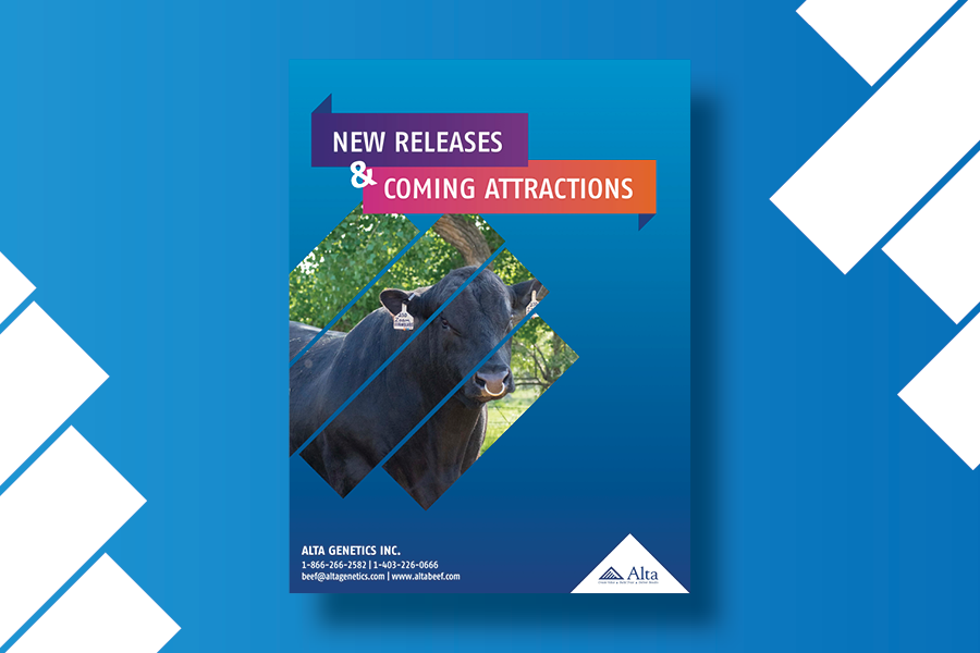 New Beef Sires