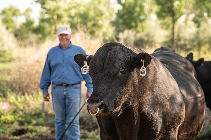 Our Beef Sires