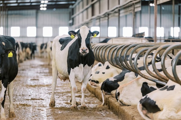 Dairy Genetics