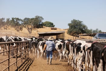 Leading the Way in Sexed Semen Fertility