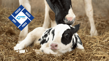 Two Alta 4-EVENT COWS in your maternity pen