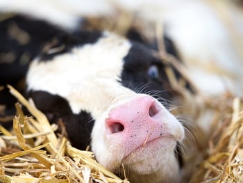 Preweaning Health Is a Lifetime Profitability Issue