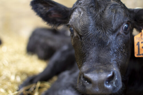 newborn black beef on dairy calf