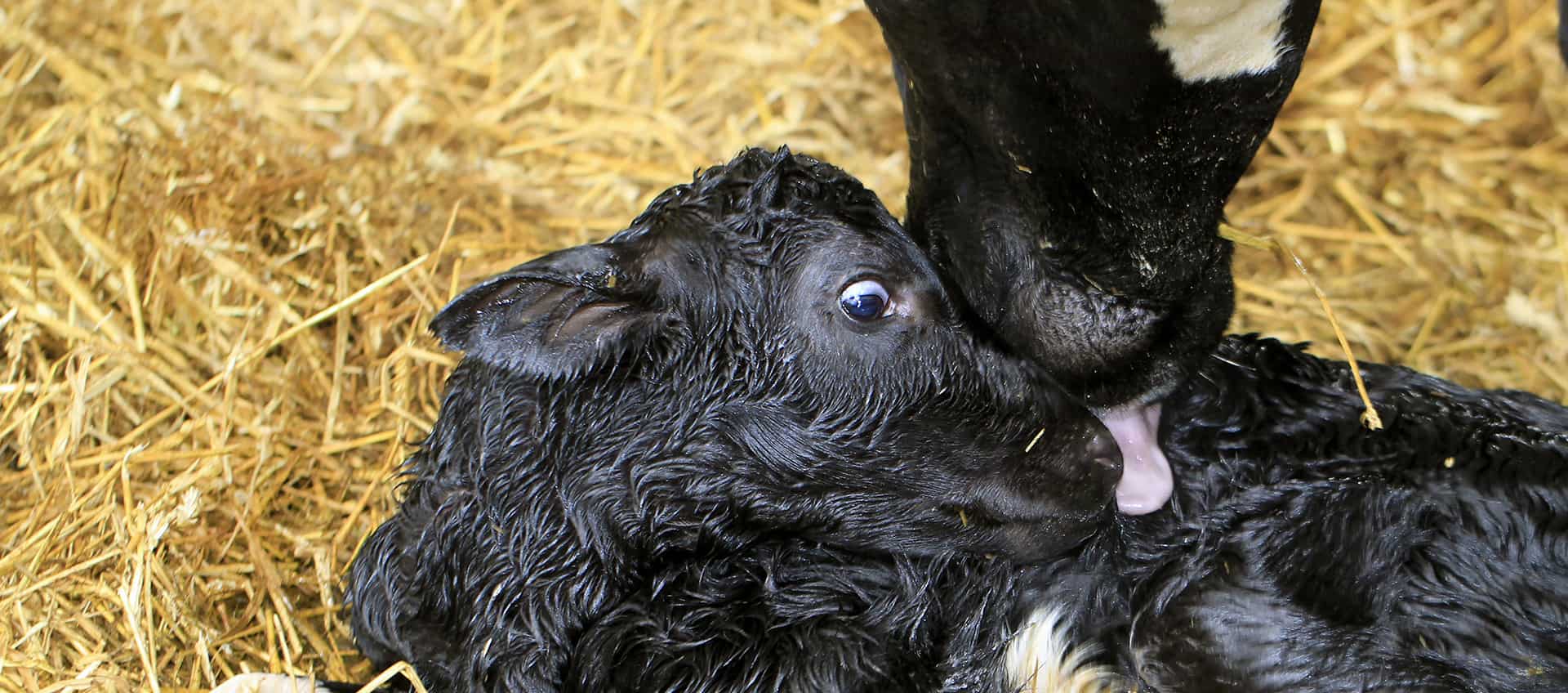 calf from a future stars bull