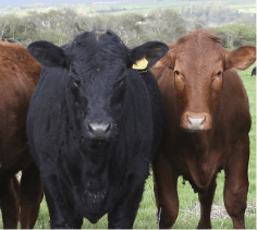 Different breeds of beef cattle standing in line looking at the camera