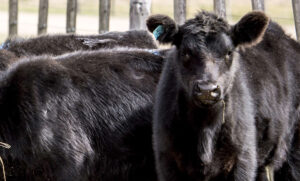 resulting calves from a beef on dairy strategy