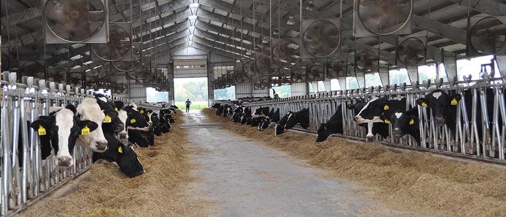 Dairy cows at feedbunk. A discussion on inbreeding