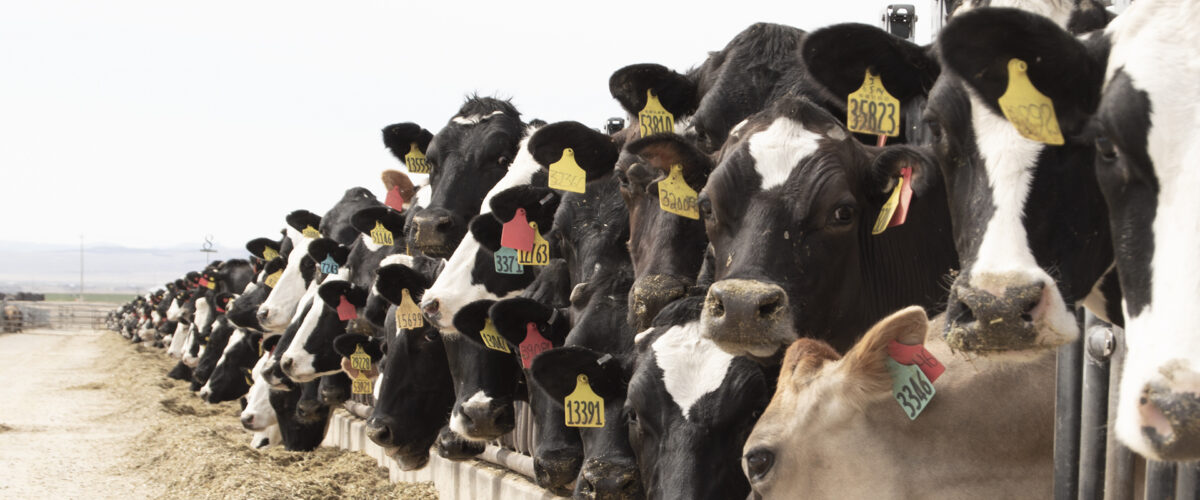 herd of crossbred animals at the feed bunk