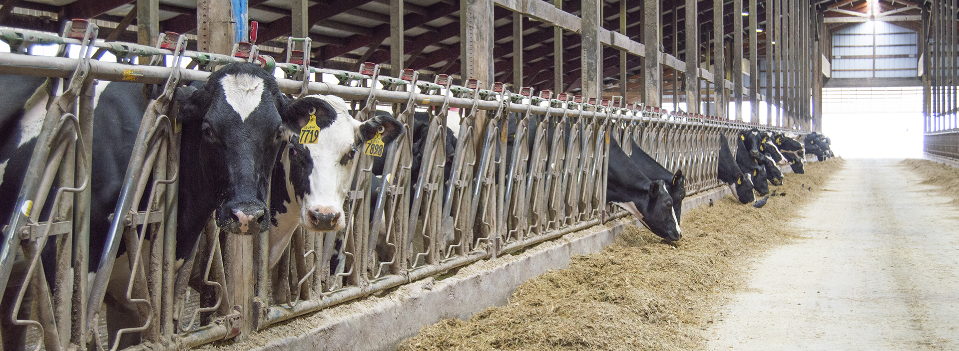 dairy cows with healthy genetics