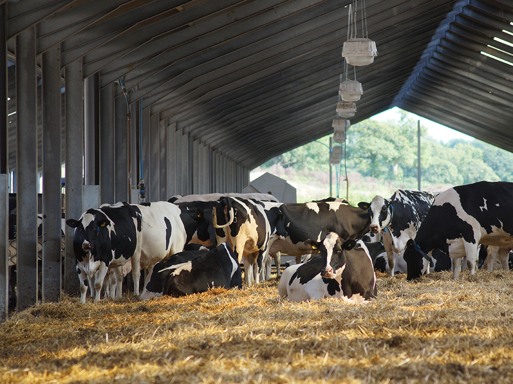 Dairy cows in their open pen