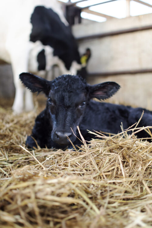 beef x dairy calf with holstein cow