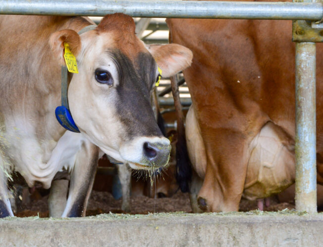 Jersey cow wearing Alta Cow Watch activity monitoring system