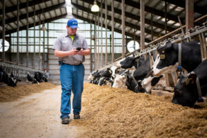 farm manager looking at his Alta cow watch automated activity monitoring alerts