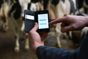 Farmer looking at Alta COW WATCH health report on his phone to detect ketosis