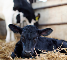 newborn beef x dairy calf with Holstein cow
