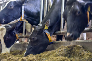 Understand how herd eating patterns affect milk yield